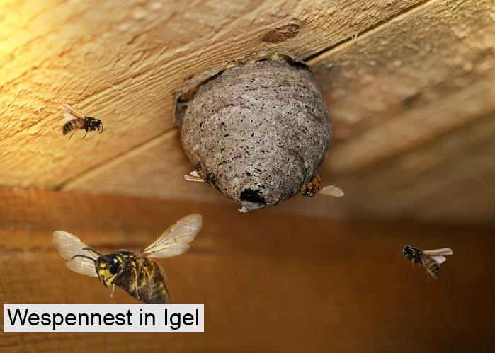 Wespennest in Igel